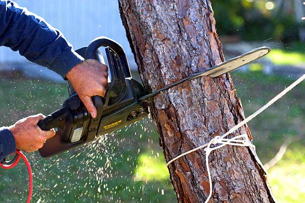 How Our Tree Care Process Works  in  Ewa Gentry, HI